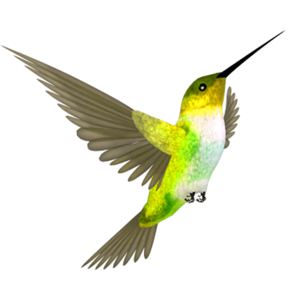 Колибри размах