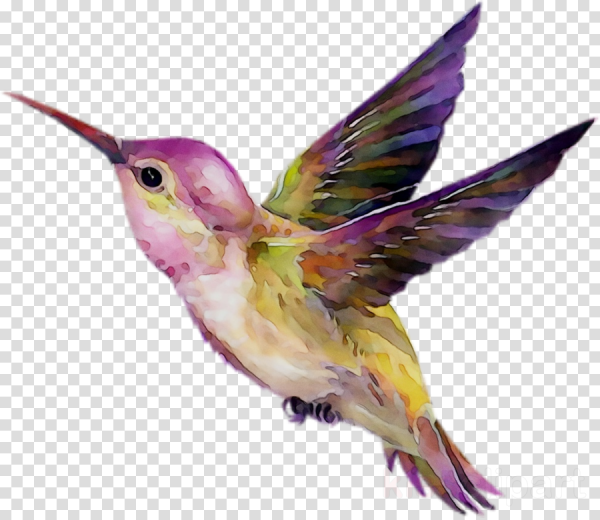 Птица Колибри на белом фоне