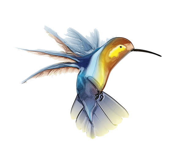 Райские птицы на белом фоне