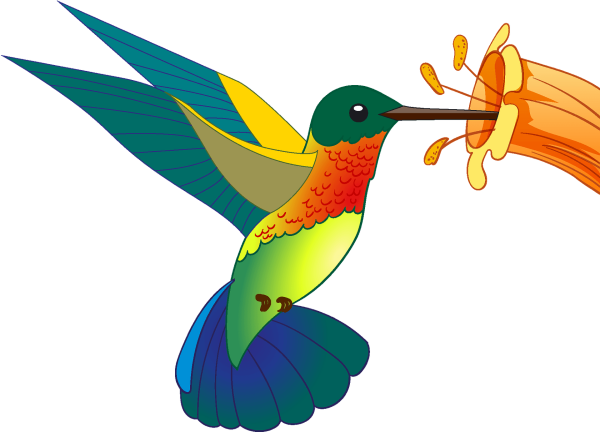 Колибри вектор клипарт