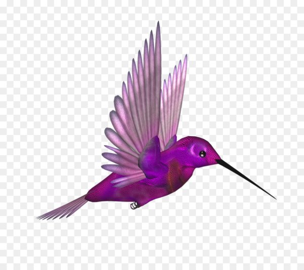 Райские птицы на белом фоне