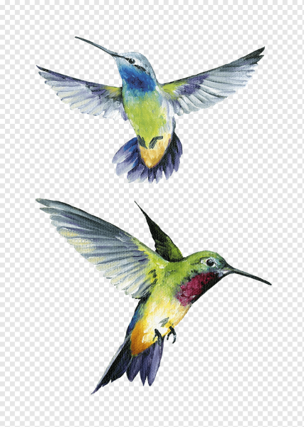 Акварельные Колибри