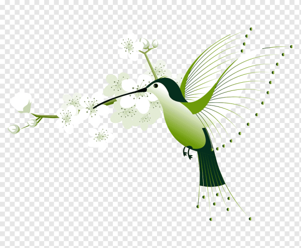 Колибри с цветком вектор