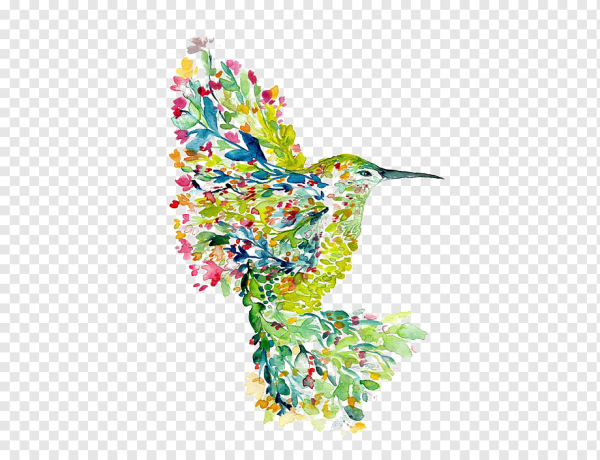 Колибри на прозрачном фоне