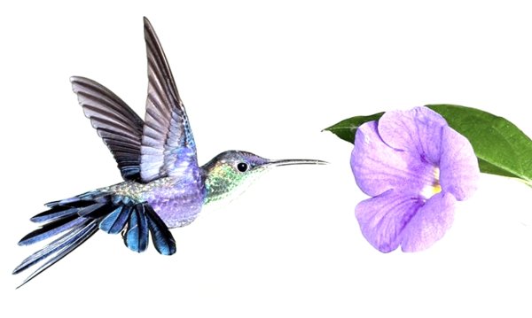 Колибри для детей