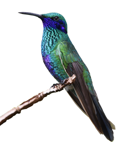 Колибри картинка для детей