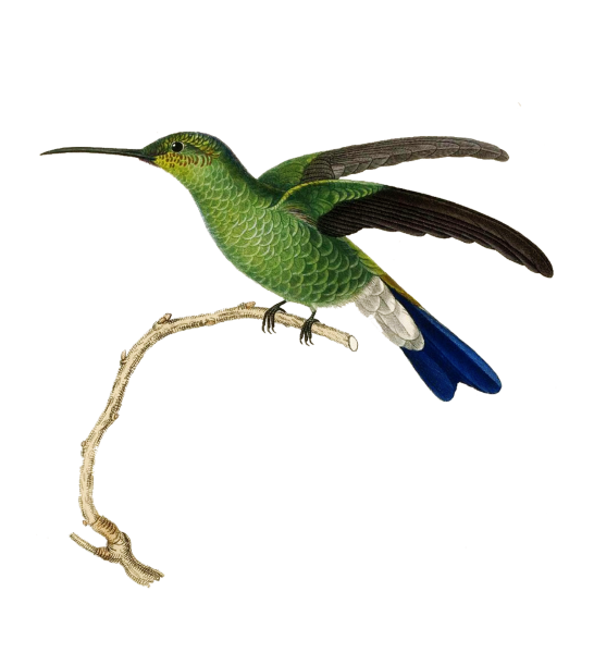 Птичка на белом фоне