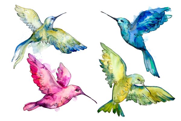 Колибри и цветок прозрачный фон