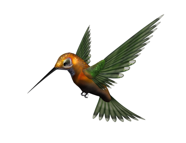 Райские птицы на белом фоне