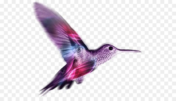 Птица Колибри на белом фоне