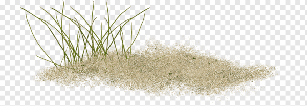 Морской песок на прозрачном фоне