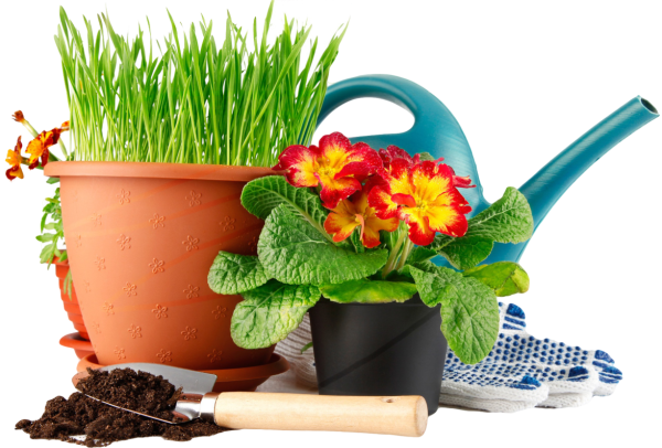 Домашние цветы в горшках