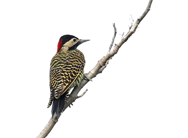 Дятел на белом фоне