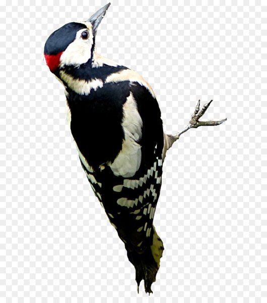 Дятел на белом фоне
