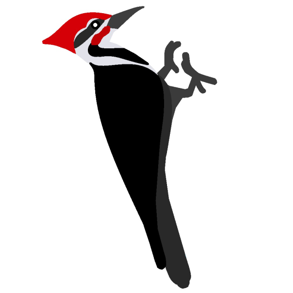 Птица дятел