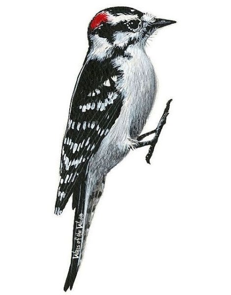 Дятел на прозрачном фоне