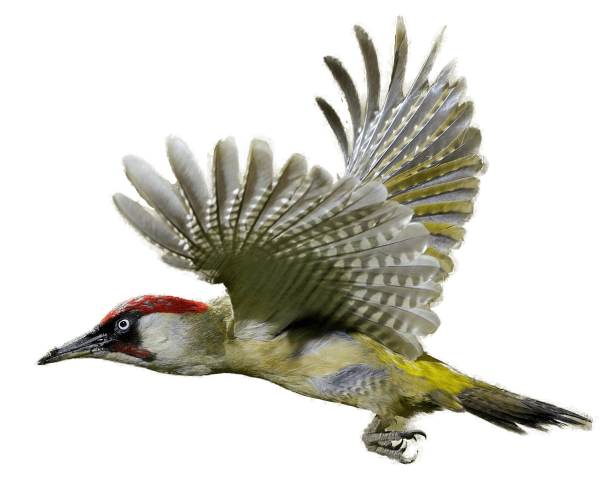 Птица дятел