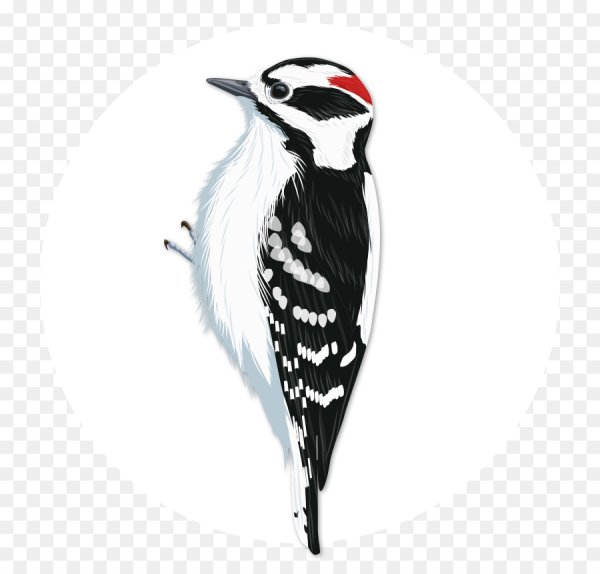 Дятел без фона