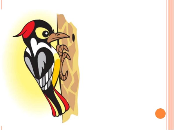 Дятел рисунок