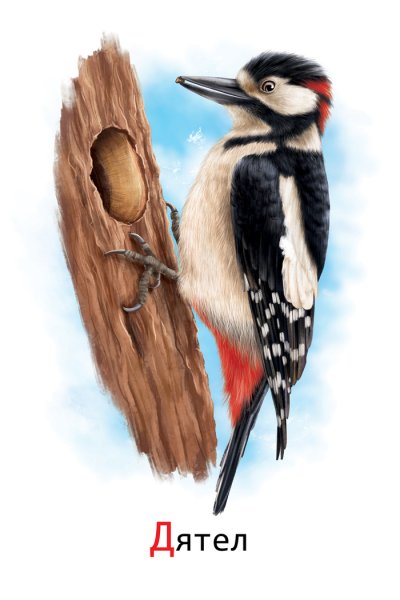 Дятел для детей