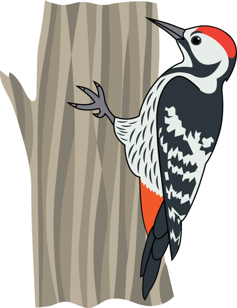 Дятел иллюстрация