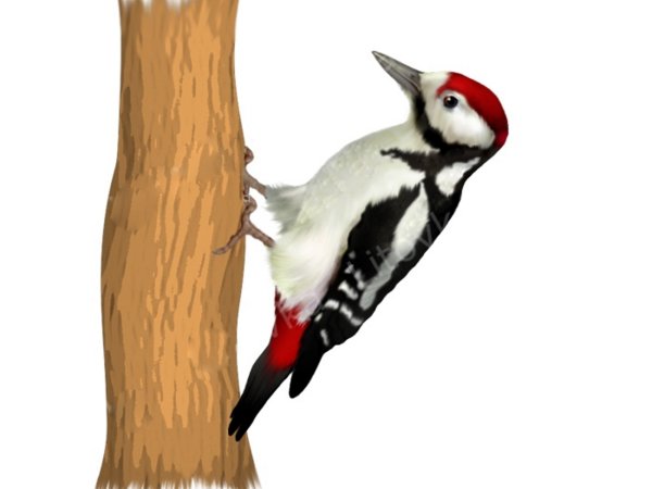 Птица дятел для детей