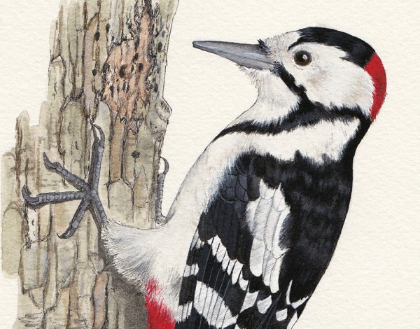 Дятел для детей