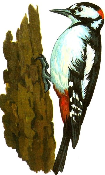 Птица дятел для детей