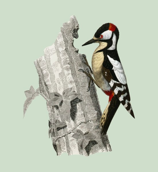 Дятел для детей
