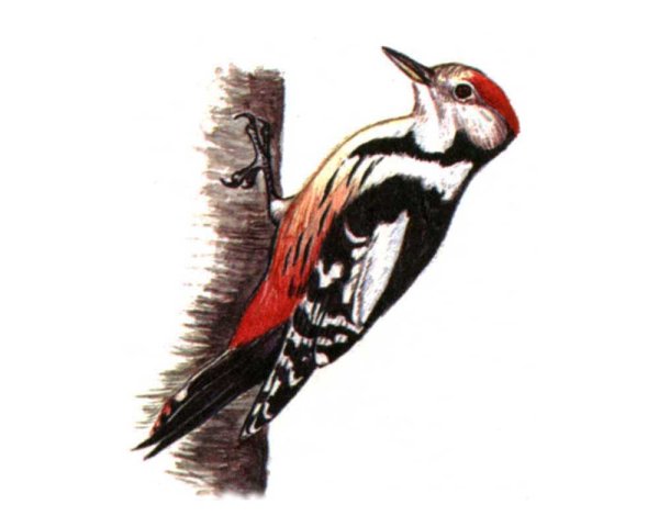 Дятел на белом фоне