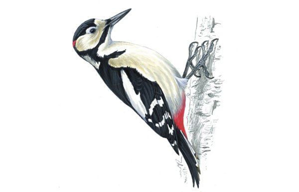 Дятел птица на белом фоне