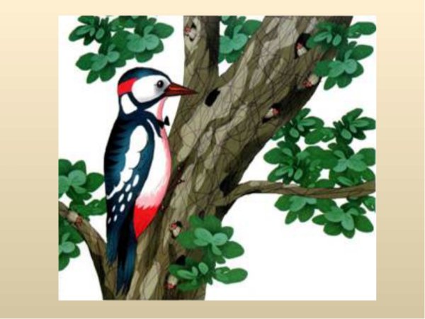 Дятел лечит древний дуб добрый дятел дубу люб