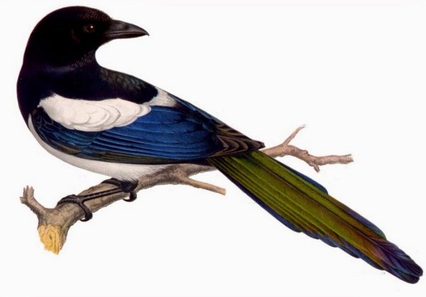 Сорока обыкновенная