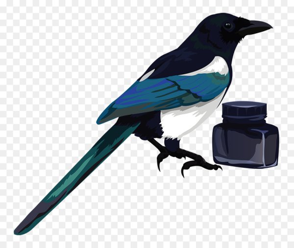 Сорока для детей