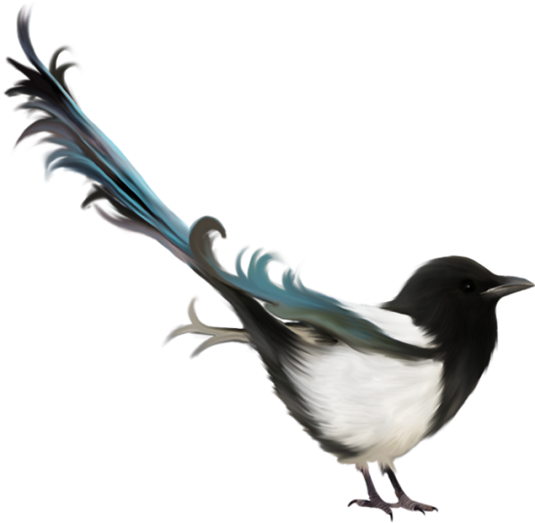 Сорока на белом фоне