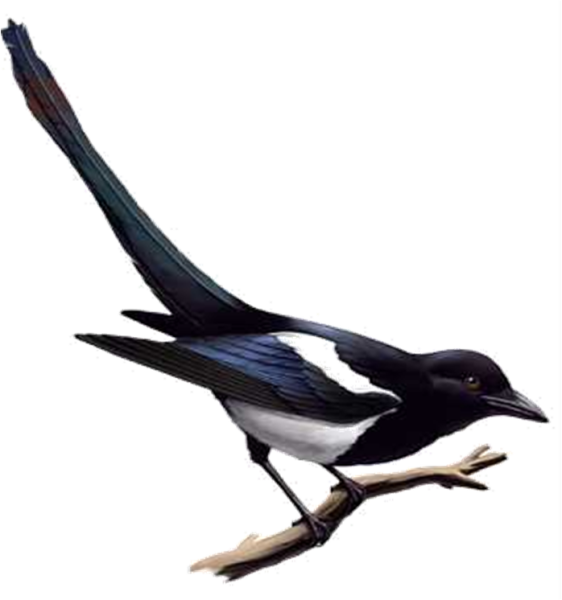 Сорока мультяшная