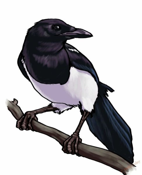 Сорока на белом фоне