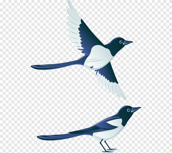 Сорока мультяшная