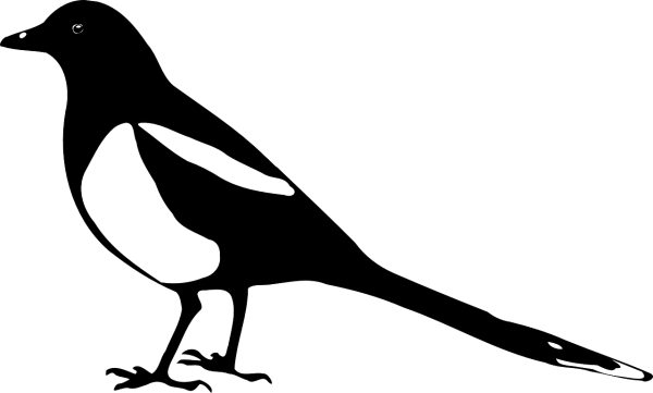 Сорока на прозрачном фоне