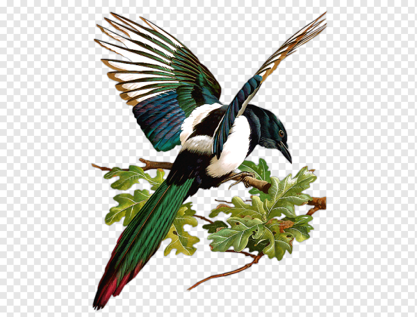 Сорока на белом фоне для детей