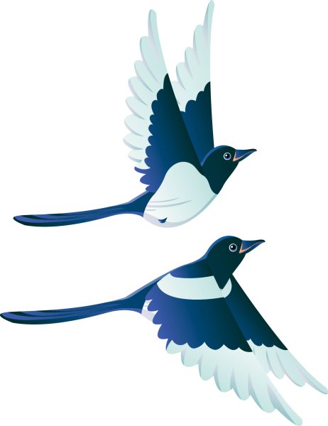 Сорока на белом фоне