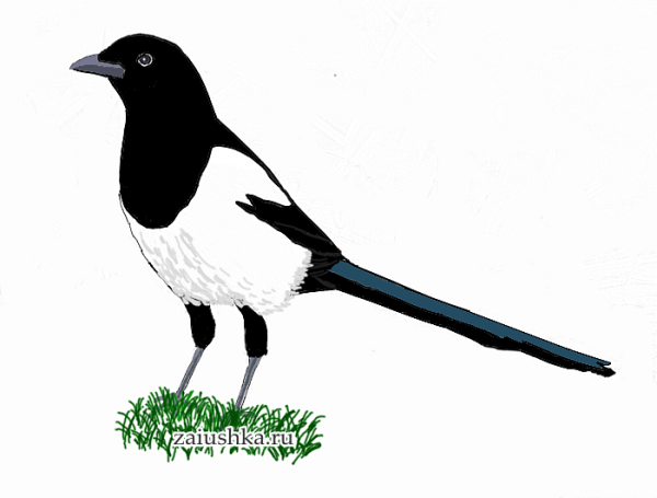 Сорока Сказочная