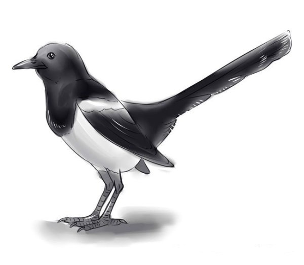 Сорока вектор