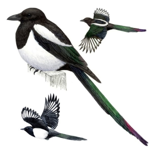 Сорока на белом фоне