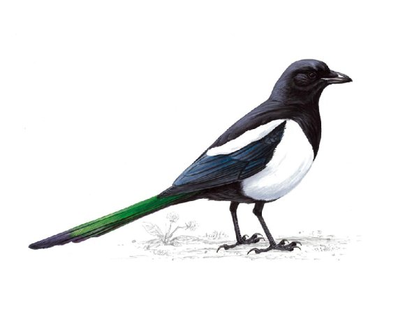 Сорока мультяшная