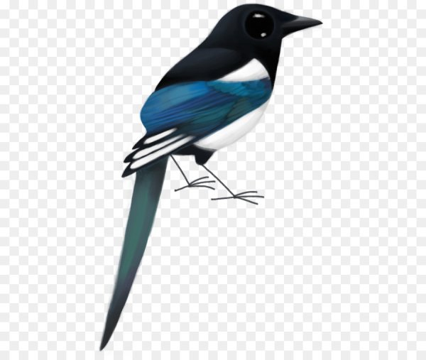 Сорока обыкновенная