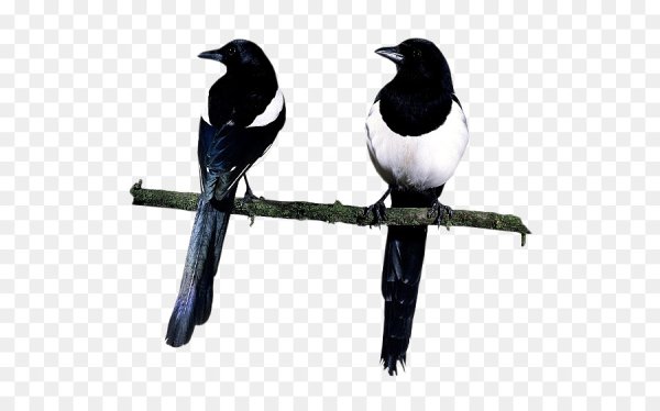 Сорока на прозрачном фоне