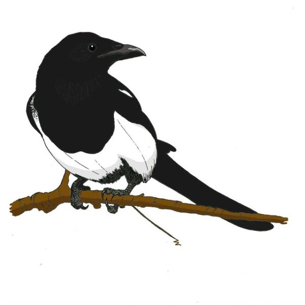Стилизованная сорока