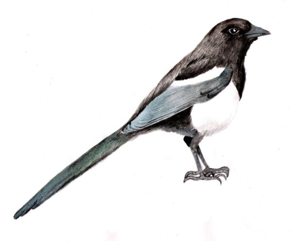 Ворона мультяшная