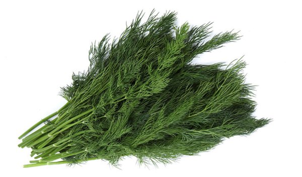 Кинза укроп